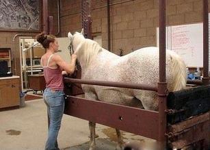 美女兽医手采马精液人工配种