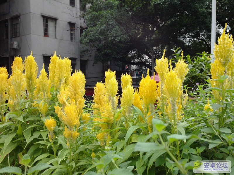 IMG_20120720_084909_副本.jpg IMG_20120720_084909_副本.jpg