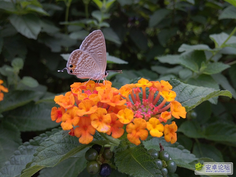 IMG_20120720_085020_副本.jpg IMG_20120720_085020_副本.jpg