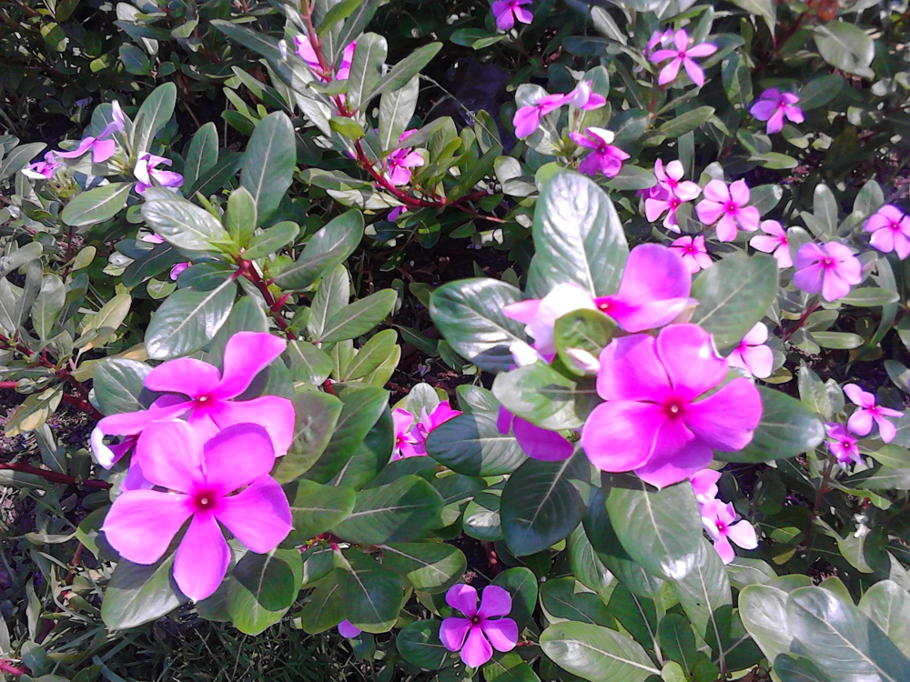 IMG_20120928_125830.jpg IMG_20120928_125830.jpg