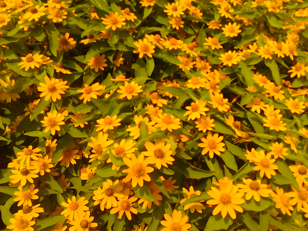 IMG_20120928_130004.jpg IMG_20120928_130004.jpg